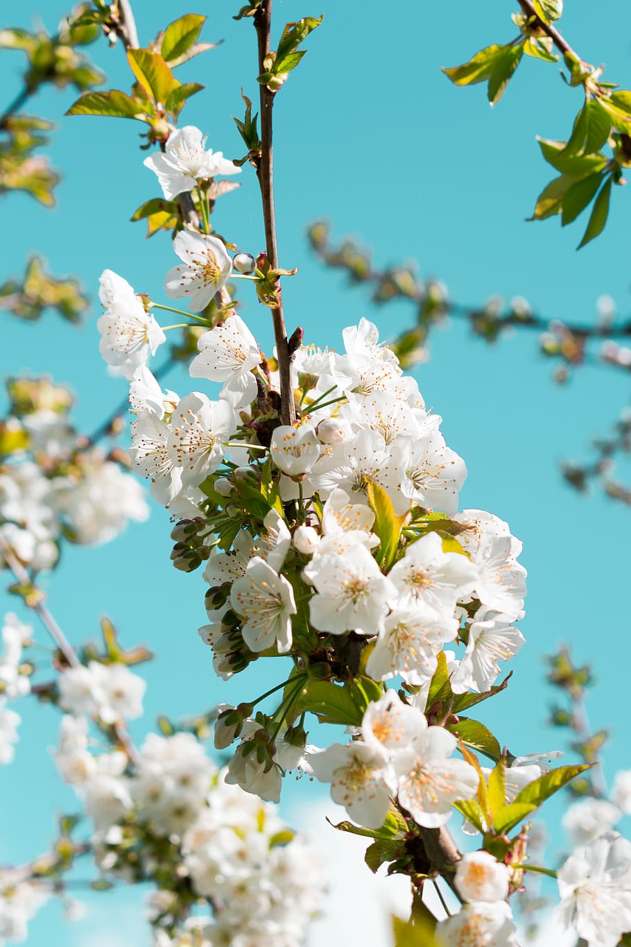 white petaled flower, flowering plant, fragility, vulnerability HD wallpaper