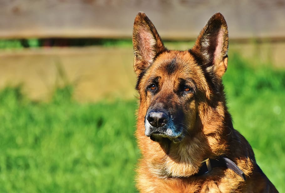 schäfer dog, guard dog, pet, attention, snout, dog head, animal, HD wallpaper