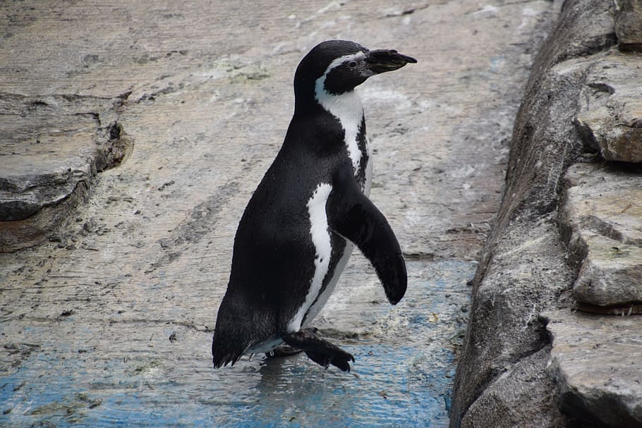 penguin, bird, cold, zoology, animal, black, white, animal themes HD wallpaper