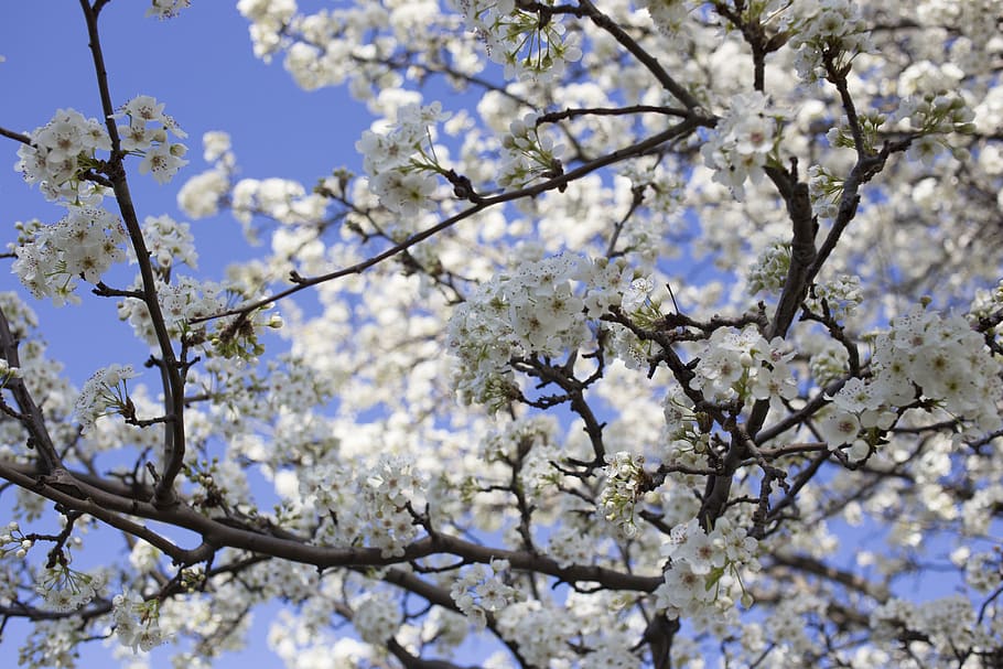 united states, ohio, tree, blossom, branch, fragility, flowering plant HD wallpaper