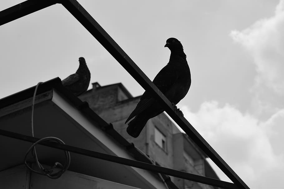 serbia, belgrade, vertebrate, bird, animal themes, perching HD wallpaper