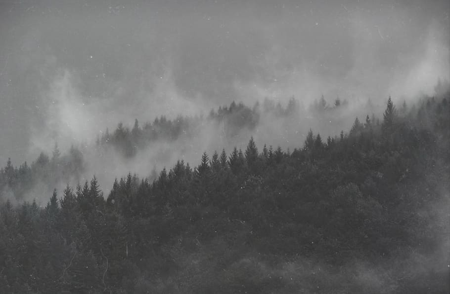 forest, fog, travel, tree, mountain, black and white, old, photo HD wallpaper