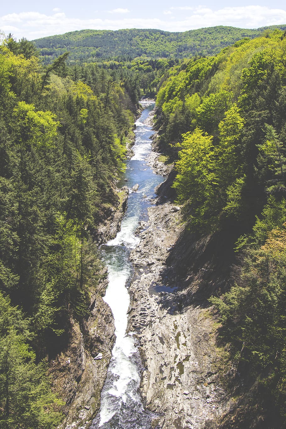 river, trees, nature, forest, stream, landscape, pines, evergreens HD wallpaper