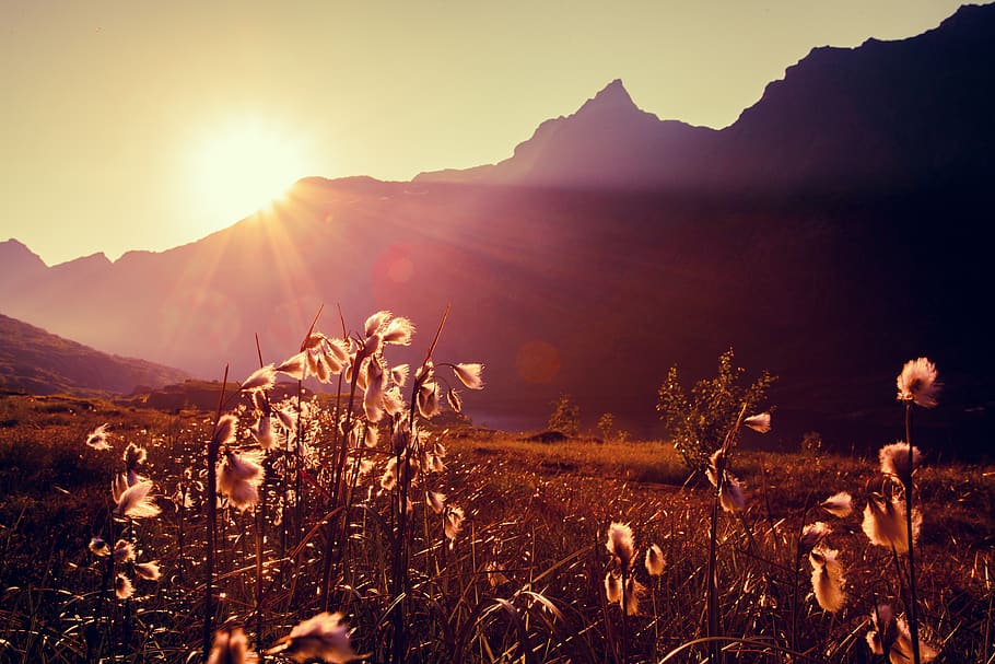 sky, mountain, plant, sunset, beauty in nature, sunlight, scenics - nature HD wallpaper