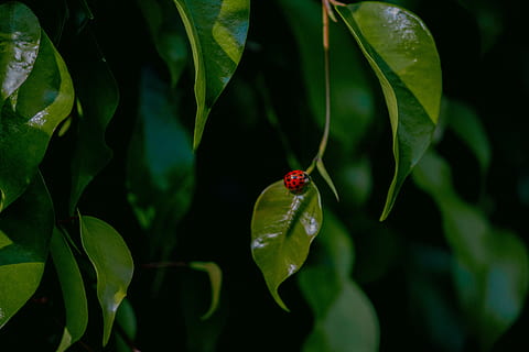 lady bug on green leaf, plant, food, fruit, veins, cherry, plants HD wallpaper