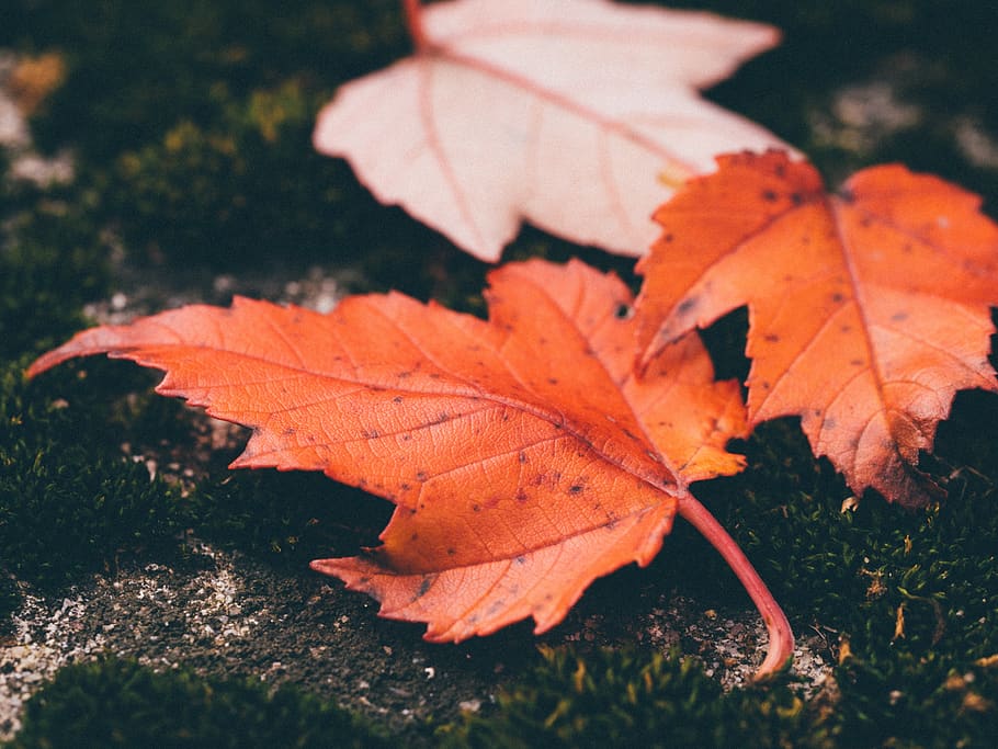 leaves, autumn, macro, fall, nature, red, leaf, season, color HD wallpaper
