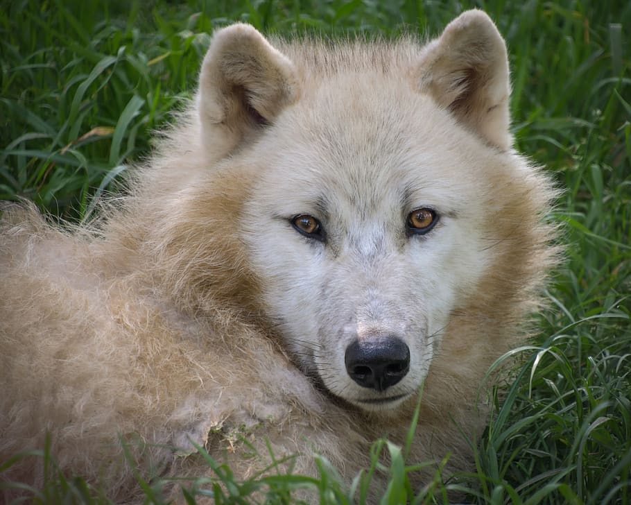 wolf, arctic, portrait, predator, head, animal, wild, white HD wallpaper