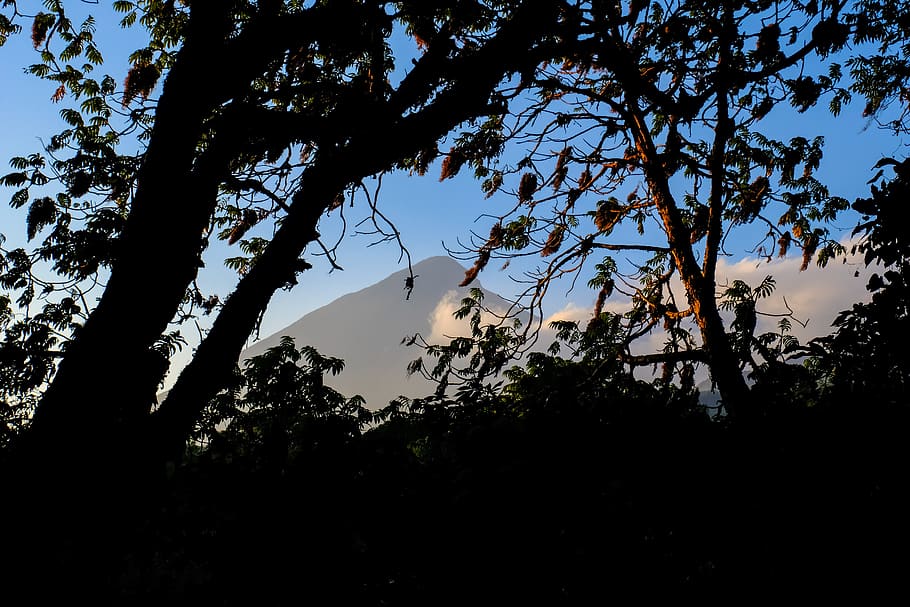 trees, vulcano, nature, uganda, africa, dawn, plant, sky, silhouette HD wallpaper