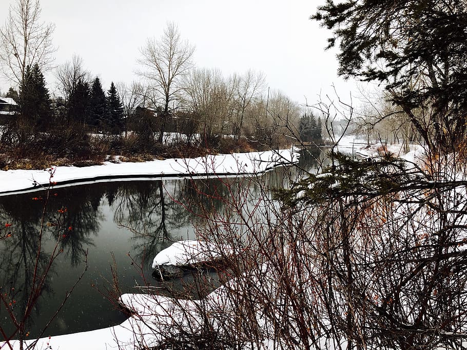 elbow river, calgary, winter, tree, snow, cold temperature HD wallpaper