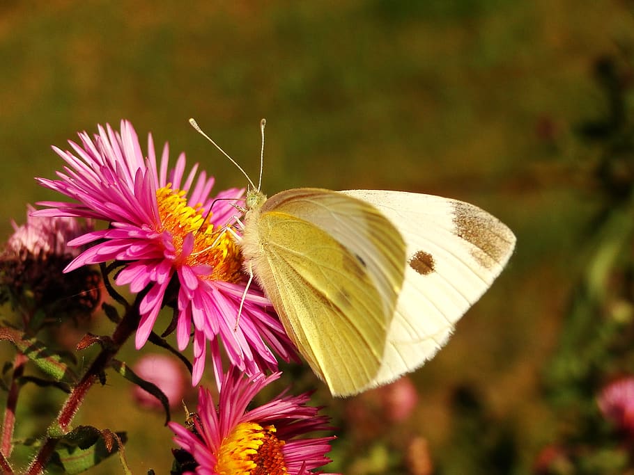 flower, flowering plant, fragility, beauty in nature, vulnerability HD wallpaper