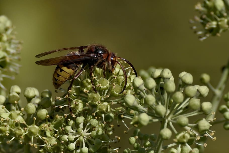 bee, insect, nature, close up, animal world, invertebrate, animals in the wild HD wallpaper