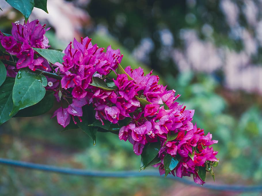 purple, flower, flowering plant, fragility, vulnerability, beauty in nature HD wallpaper