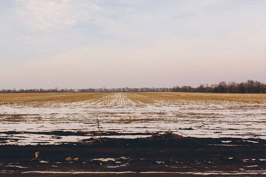 snow, snowy, wallpaper, background, field, calm, serene, cold temperature HD wallpaper