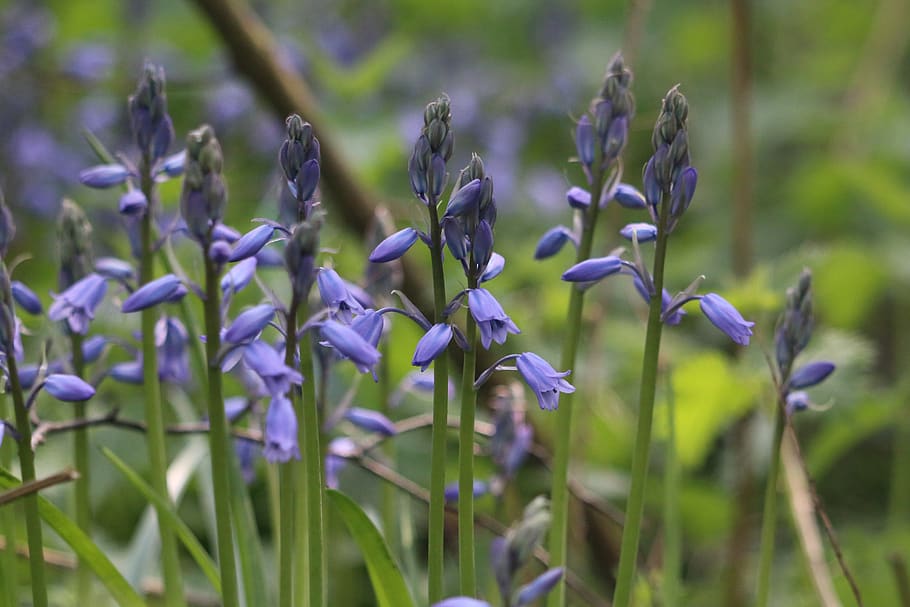 campanules, blue, flowers, nature, garden, spring, plant, flowering plant HD wallpaper