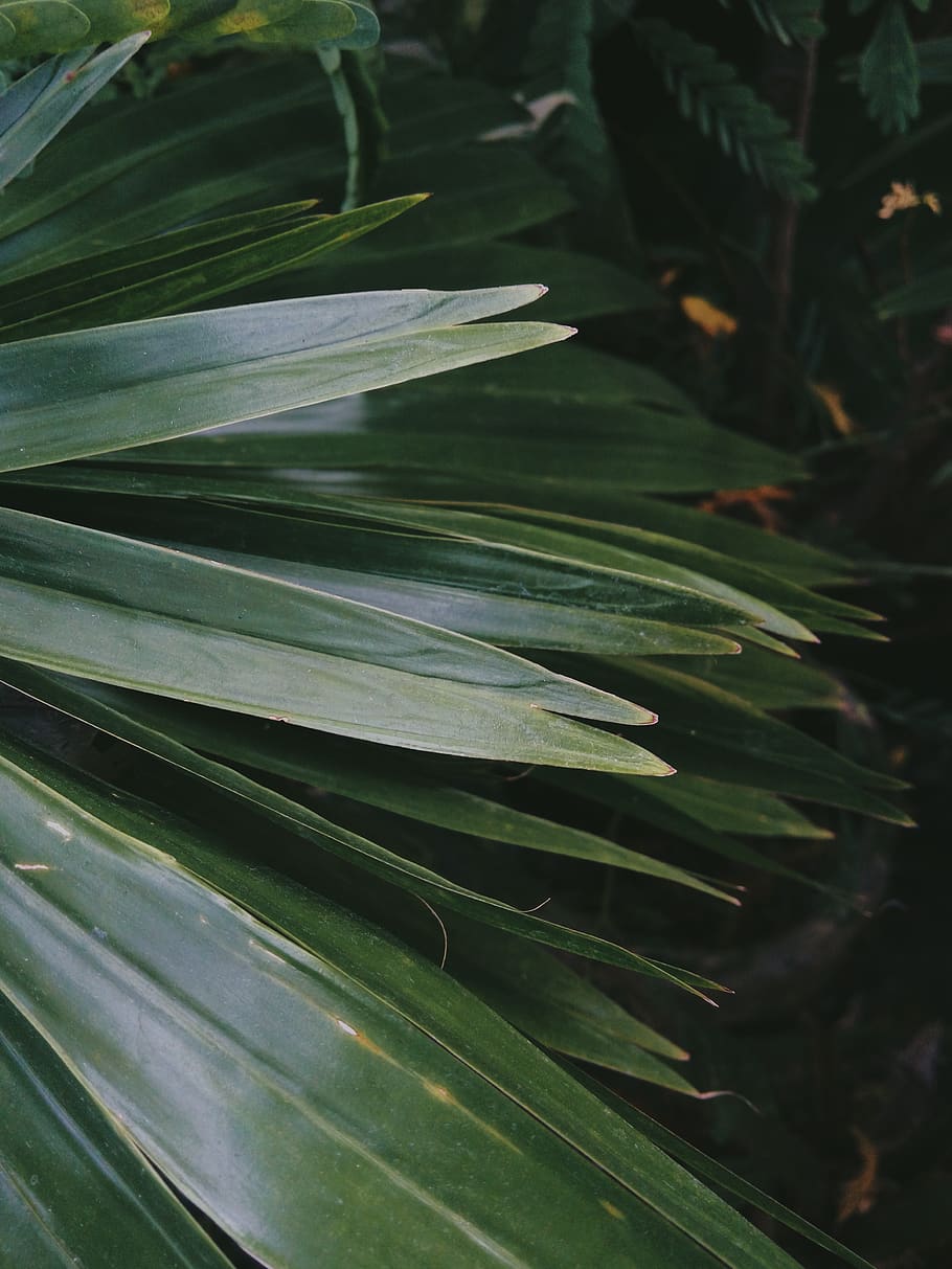 plant, blossom, flower, leaf, agavaceae, green, palm, leaves HD wallpaper