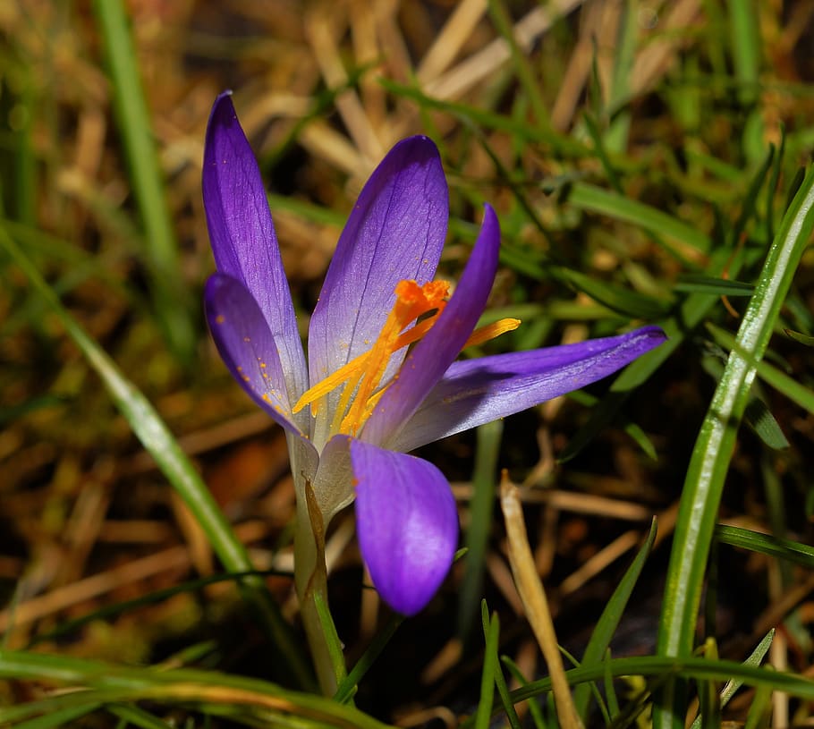 flower, blossom, bloom, crocus, early spring, early bloomer HD wallpaper