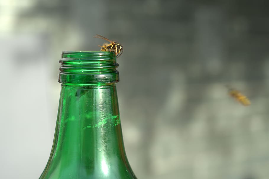wasp, bottle, summer, drink, liquid, refreshment, wasps plague HD wallpaper