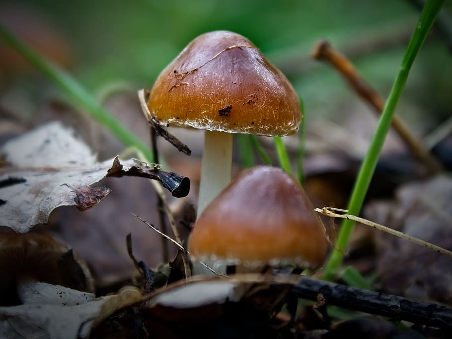 brown mushrooms, plant, agaric, amanita, fungus, ground, green HD wallpaper