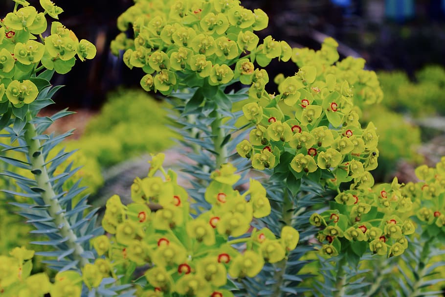 Selective Focus Photography Green Euphorbia Milii Flowers, beautiful HD wallpaper