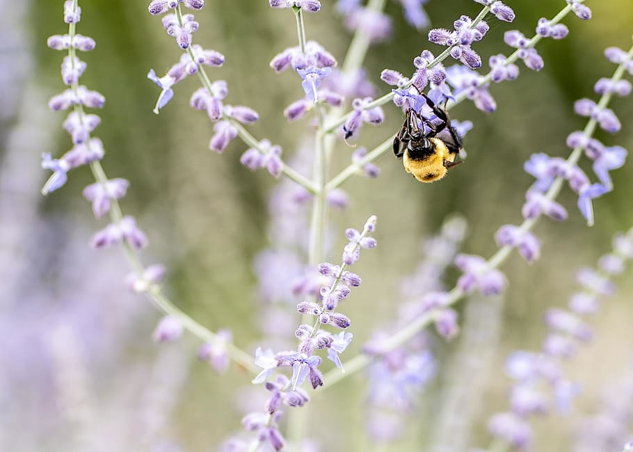 bee on flower, apidae, animal, invertebrate, insect, blossom HD wallpaper