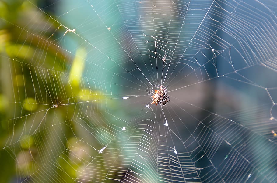 spider, network, nature, cobweb, insect, cobwebs, light, fragility HD wallpaper