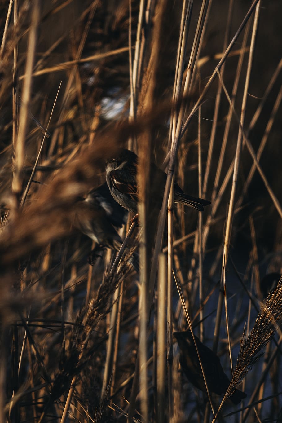 brown birds standing on tree branches, plant, nature, growth HD wallpaper