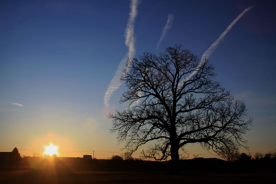 wallpaper, sunrise, tree, star, sky, silhouette, sunset, bare tree HD wallpaper