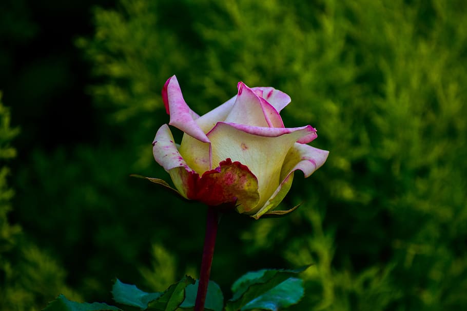 rosa, flower, bella, romantic, garden, flowering plant, beauty in nature HD wallpaper
