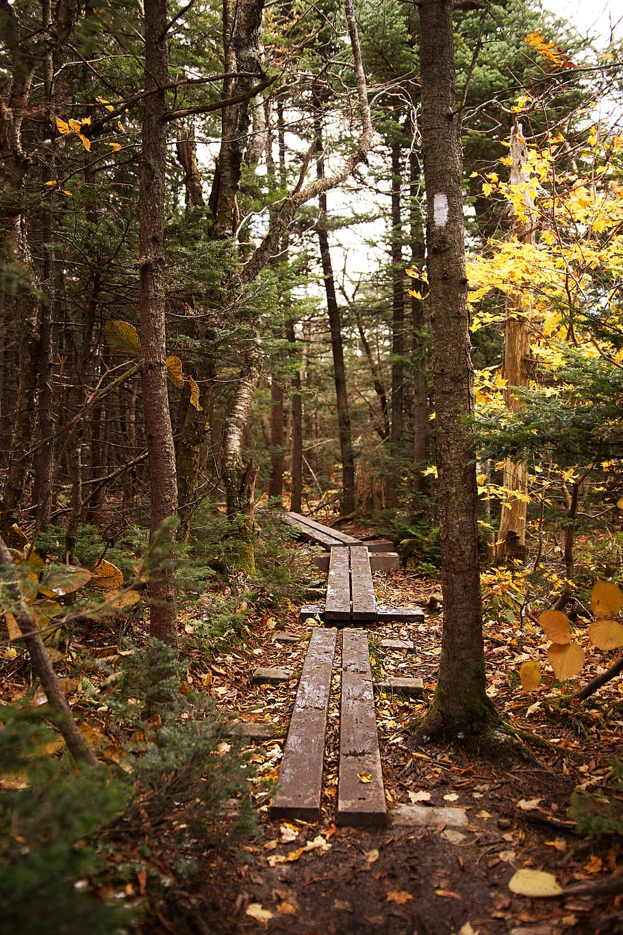 trees, forest, path, wood, plant, nature, tree trunk, land HD wallpaper