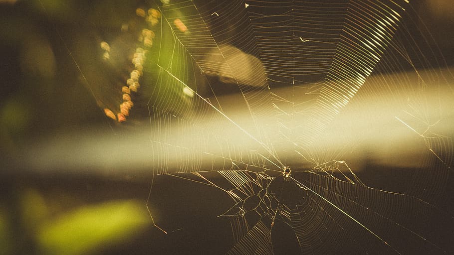 spider, web, spiderweb, morning, sunrise, golden hour, leaf HD wallpaper