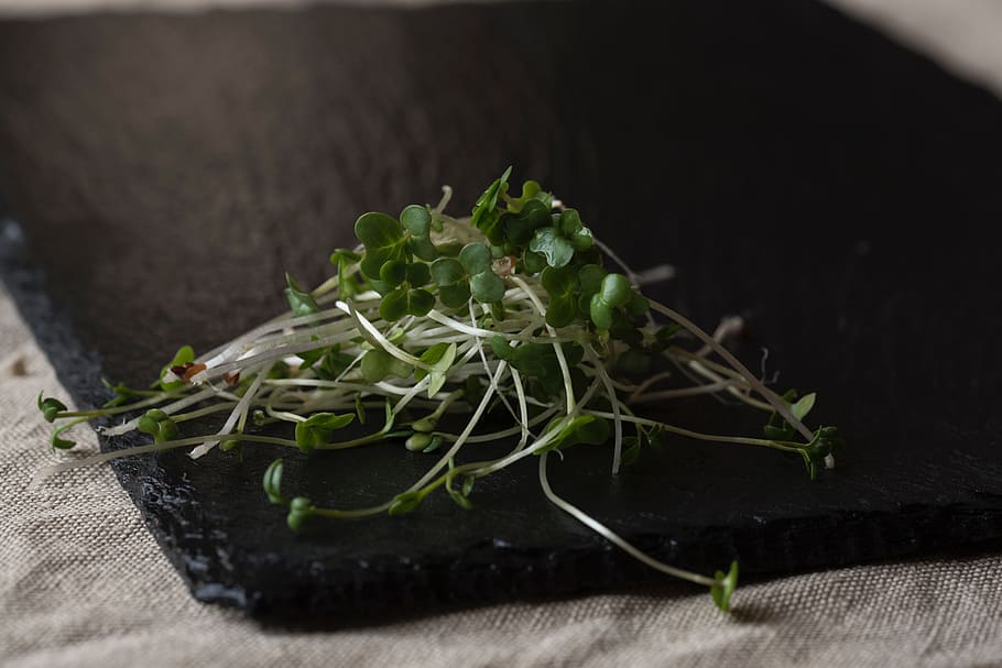 Cress, green, herb, herbs, ingredient, ingredients, food and drink HD wallpaper
