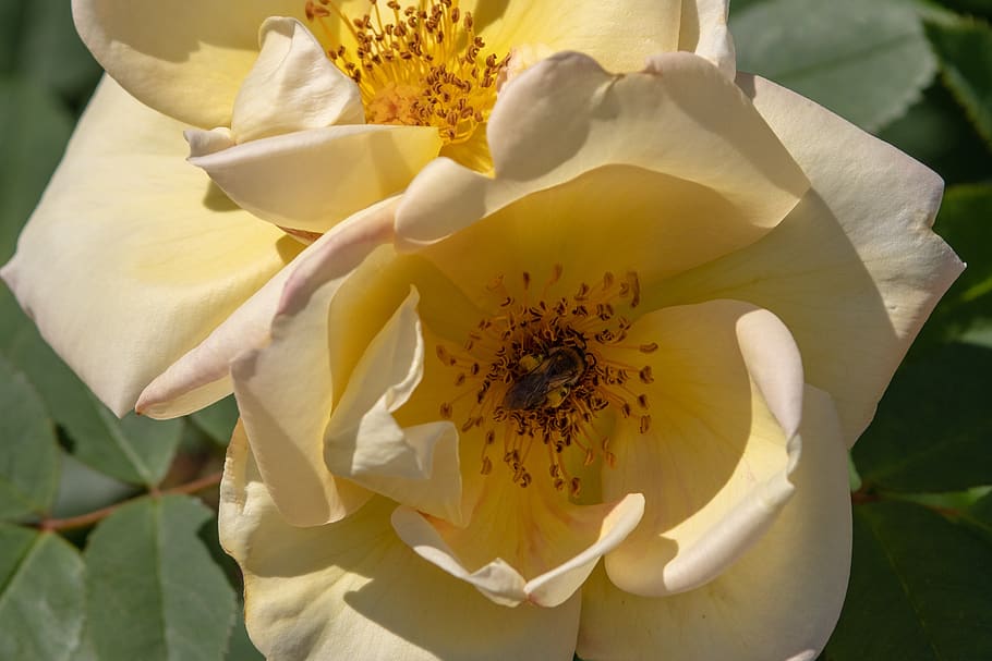 rose, bloom, beautiful, flower, bee, flowering plant, beauty in nature HD wallpaper