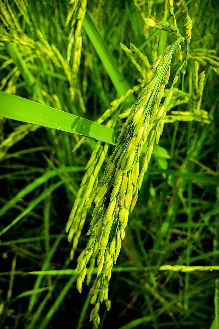 cornfield, vole, nature, rice, information, sky, summer, the landscape HD wallpaper