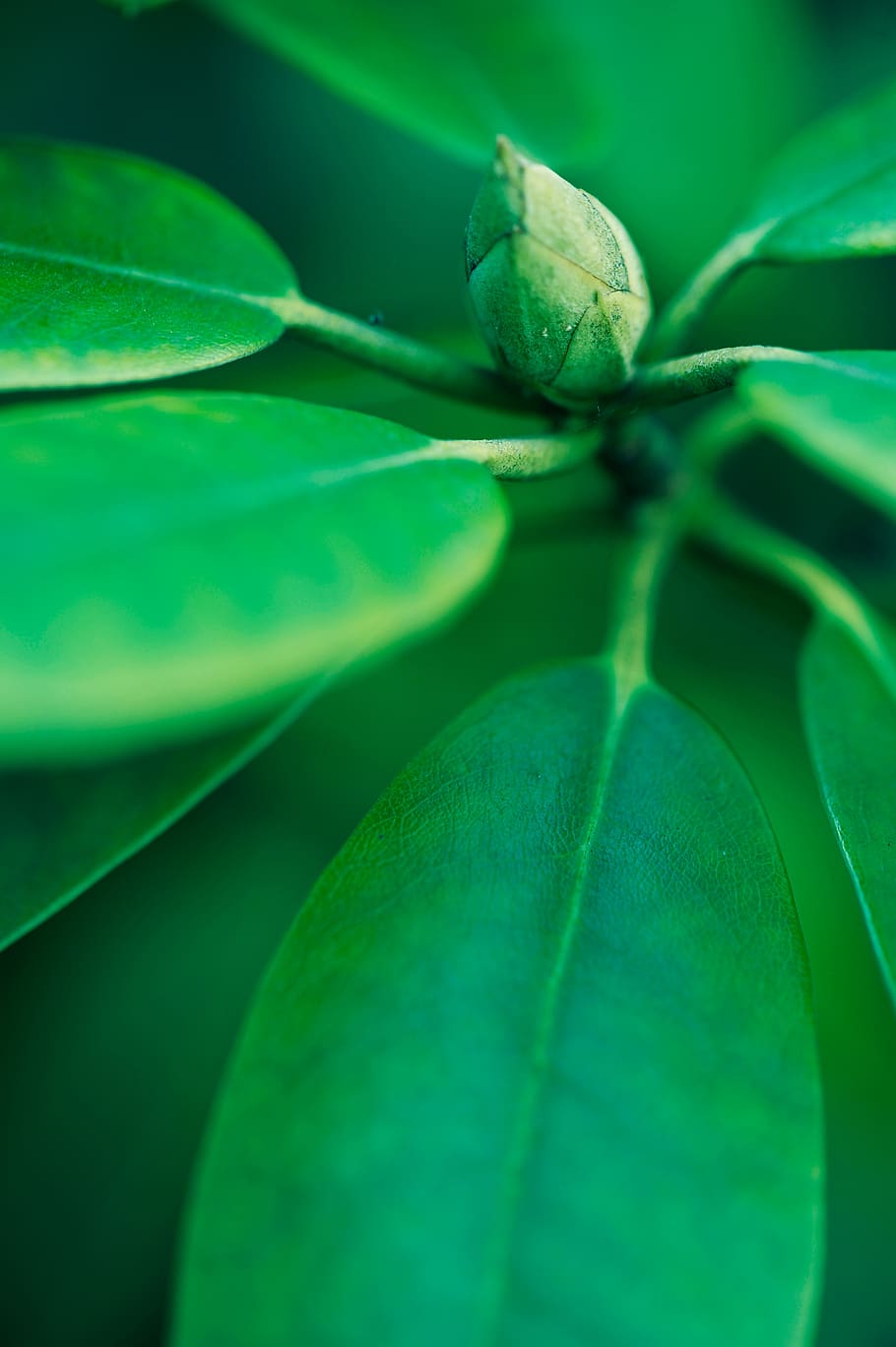 1920x1080px | free download | HD wallpaper: plant, leaf, green, veins ...