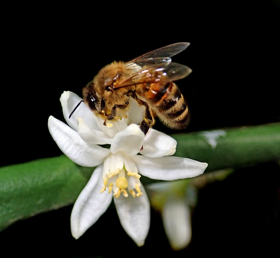 bee, insect, flower, citrus, garden, nature, animal wildlife HD wallpaper