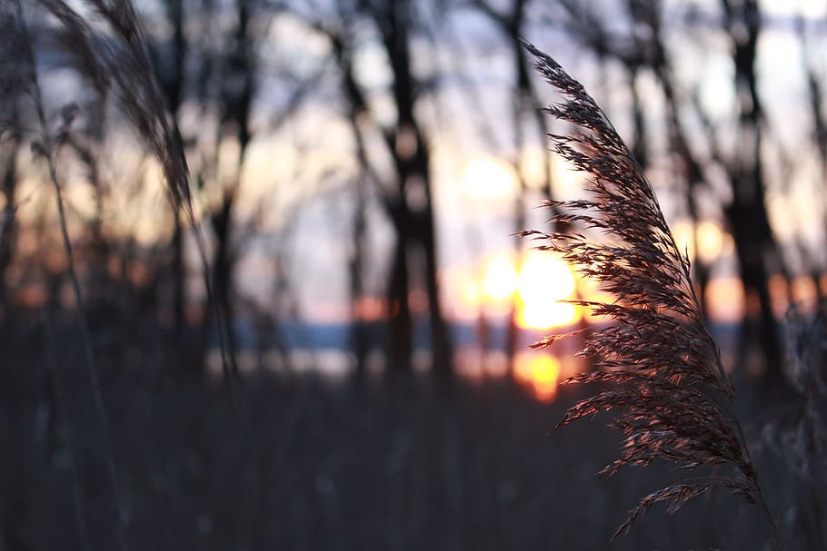 Selective Focus Photography Of Grass During Sunset, landscape HD wallpaper