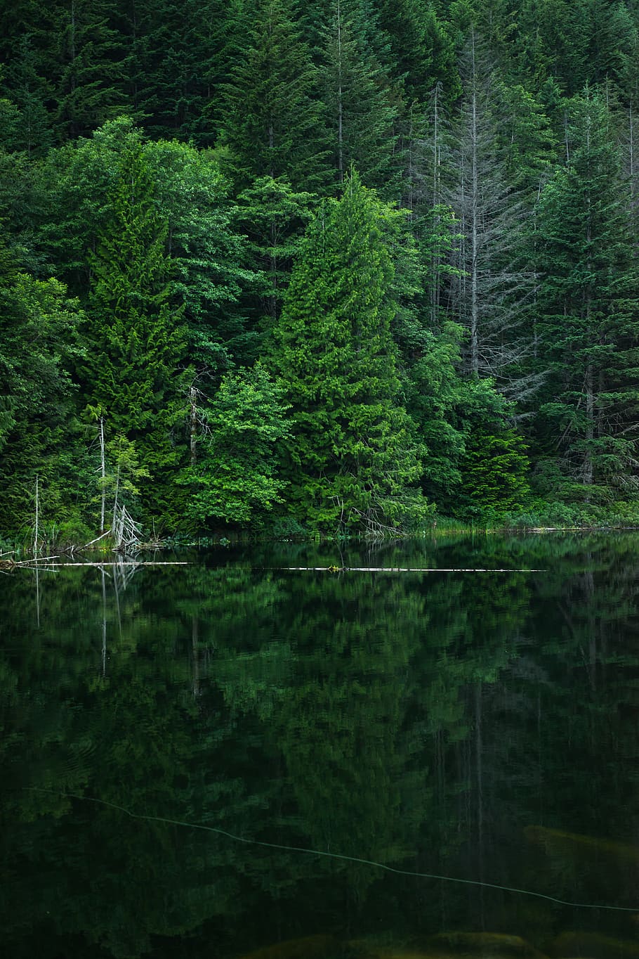 nature, trees, woods, forest, green, river, lake, travel, adventure HD wallpaper