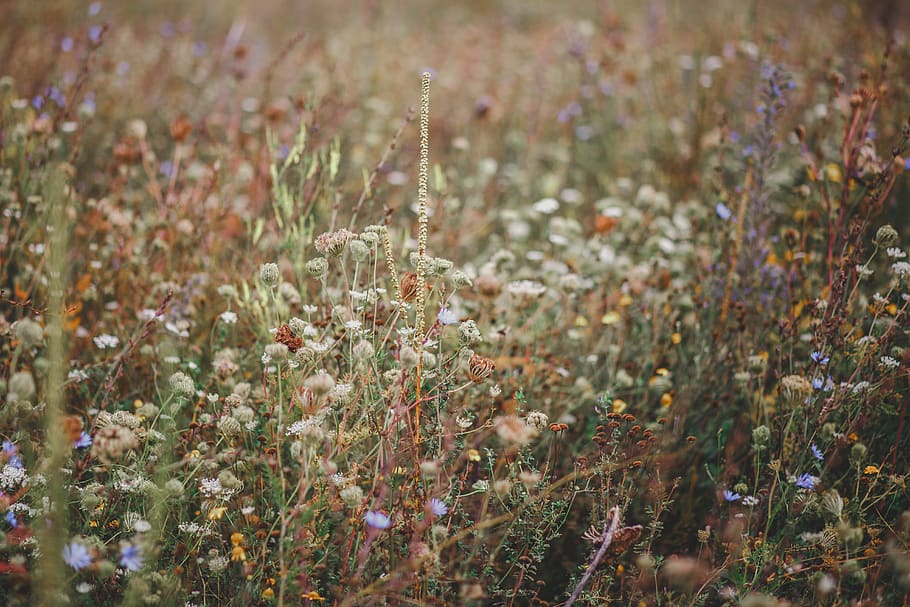 field on assorted-color flowers, growth, plant, selective focus HD wallpaper