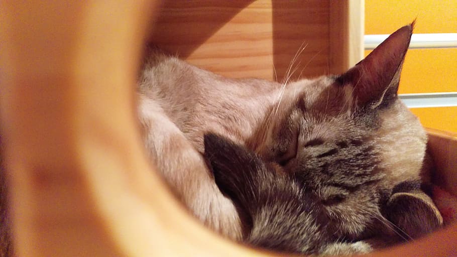 美國, 紐約, cat, domestic cat, mammal, pets, animal, feline HD wallpaper