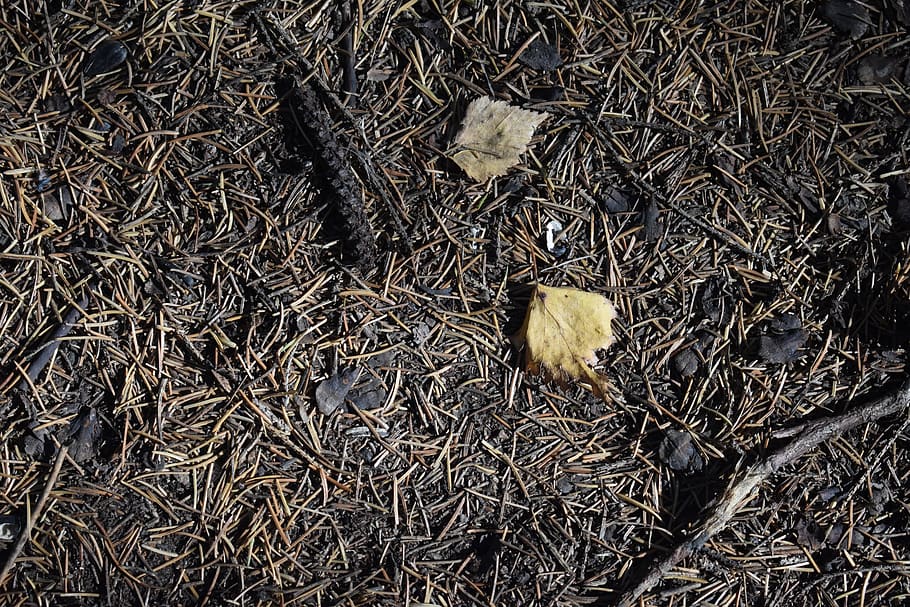 needle, pine, spruce, foliage, leaves, fallen, background, texture HD wallpaper