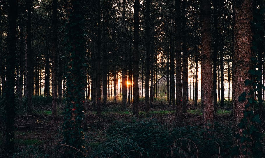 woods, forest, green, trees, travel, adventure, sunset, land HD wallpaper