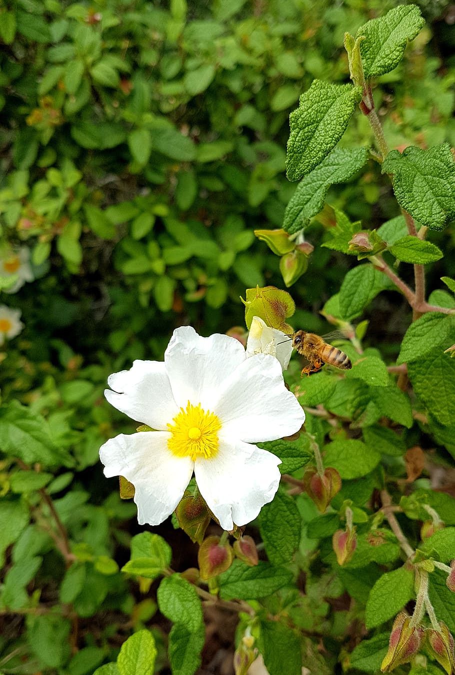 flower, white, nature, bloom, plant, blossom, summer, flora HD wallpaper
