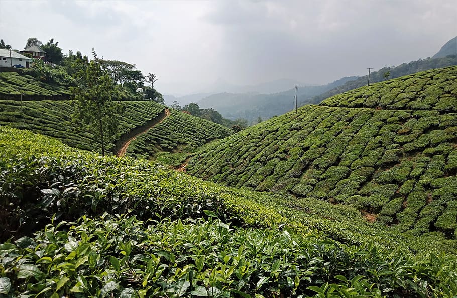 munnar, india, tea, nature, mountain, tourism, plantation, agriculture HD wallpaper