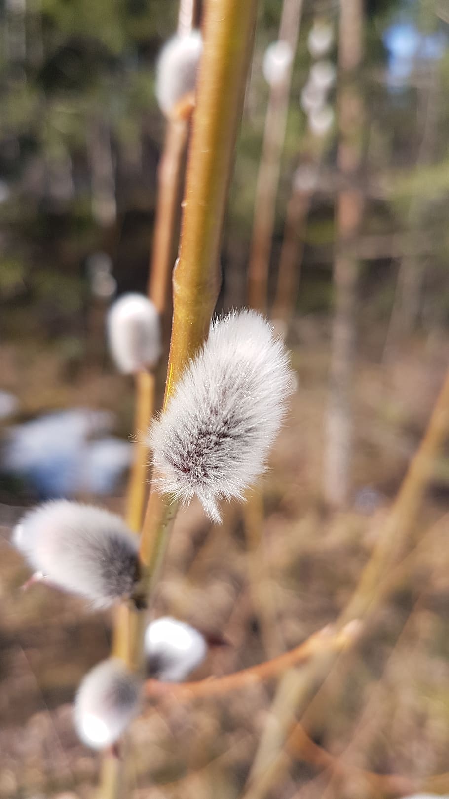 pajunk, easter, spring, close-up, nature, plant, flower, fragility HD wallpaper