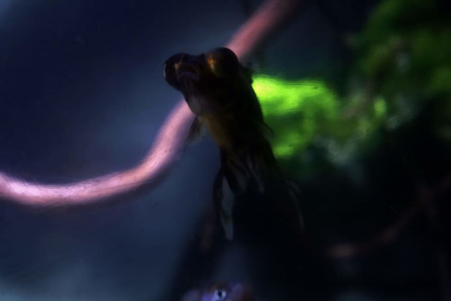 fish, water, one animal, animal wildlife, night, no people HD wallpaper