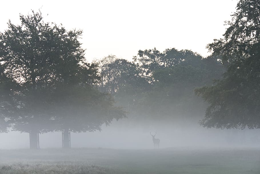 Photo of a Buck Beside Trees, cold, deer, environment, fog, foggy HD wallpaper