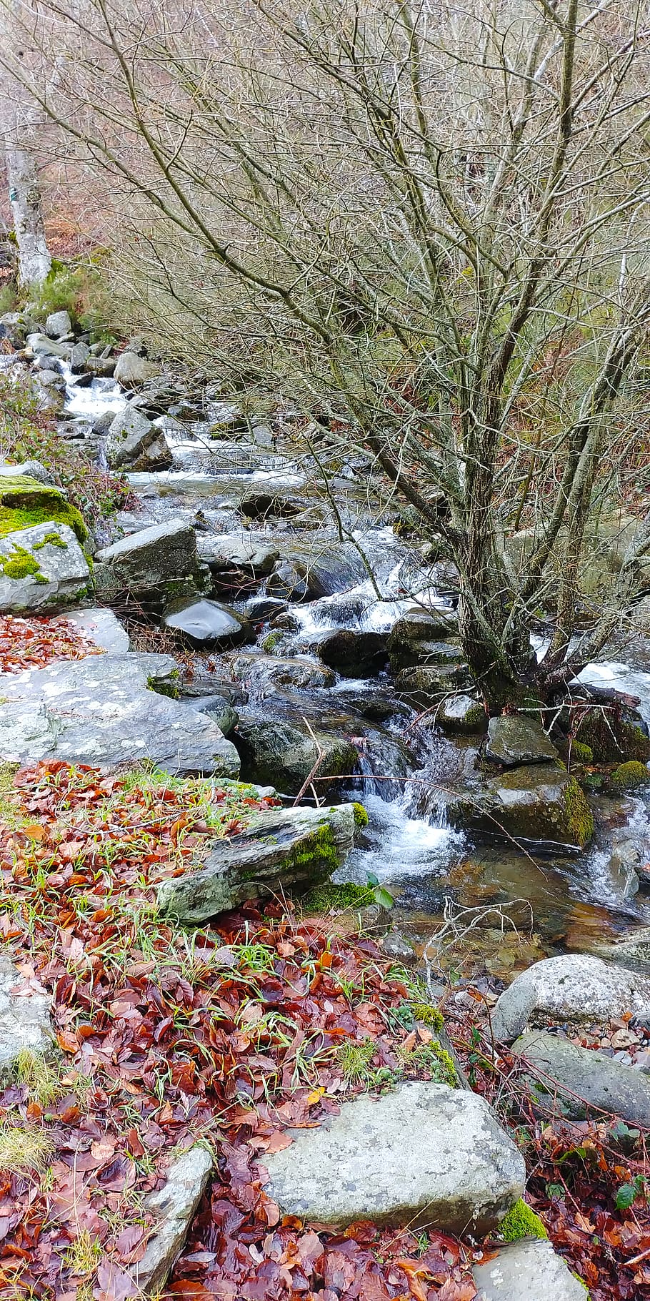Bare Tree Surrounded by Stone Fragments, cascade, environment HD wallpaper