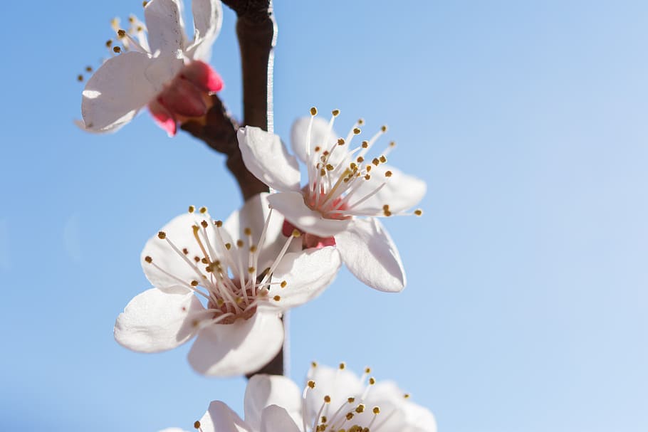 nature, flowers, cherry, spring, may, april, white, bloom, inflorescence HD wallpaper