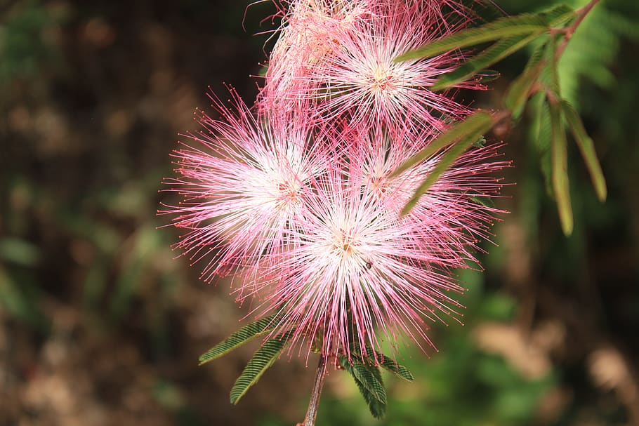 nature, wallpaper, flower, plant, flowering plant, freshness HD wallpaper