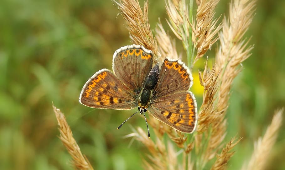 butterfly perched on wheat, insect, animal, invertebrate, white outline HD wallpaper